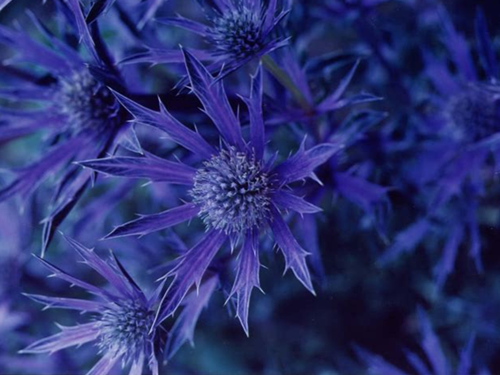 Eryngium