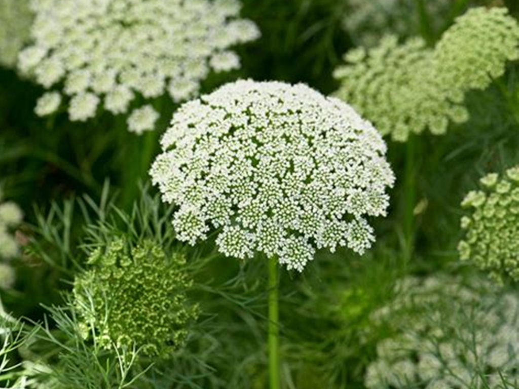 Ammi Visnaga