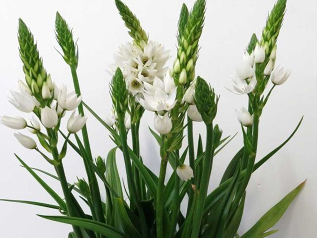 ORNITHOGALUM – ORNIS